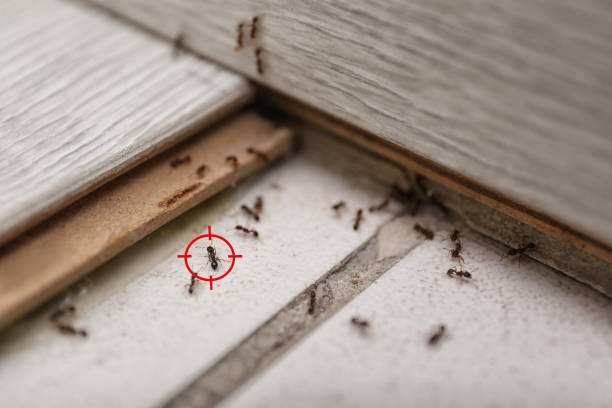 Best Cockroach Control Services  in University Of Pittsburgh Johnstown, PA