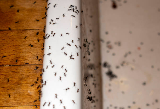 Best Wildlife Control Services  in University Of Pittsburgh Johnstown, PA