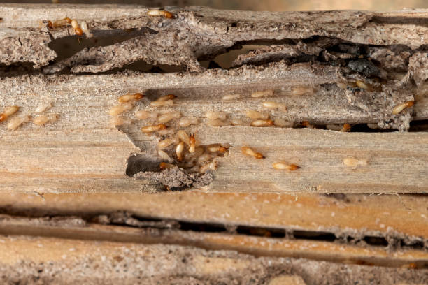 Best Exterminator Services  in University Of Pittsburgh Johnstown, PA